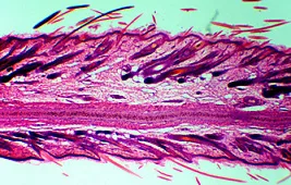 Кожа человека под микроскопом