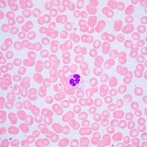 Микроскоп биологический MAGUS Bio 240B, изображение 25