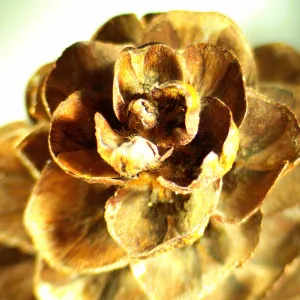 Микроскоп стереоскопический MAGUS Stereo A18T, изображение 2