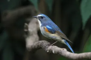 Фототелескоп Levenhuk Kelvin MAK80 AZ, изображение 15