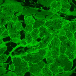 Микроскоп люминесцентный инвертированный цифровой MAGUS Lum VD500L, изображение 22