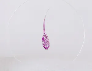 Набор микропрепаратов Konus 10: «Рыбы, лягушки и другие земноводные», изображение 4