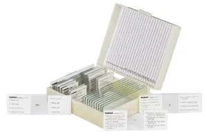 Набор микропрепаратов Konus 10: «Биология» (часть 1), изображение 2
