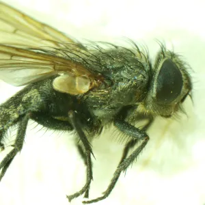 Микроскоп стереоскопический MAGUS Stereo A6, изображение 15