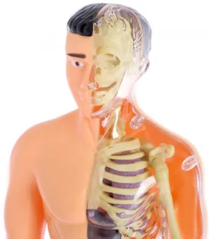 Исследовательский набор-конструктор ND Play «Строение тела» 6+, изображение 11