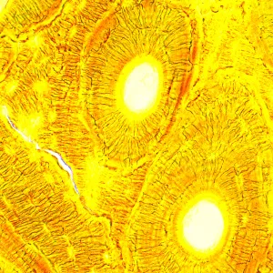 Микроскоп биологический MAGUS Bio 250T, изображение 24