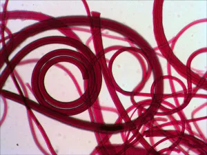 Набор микропрепаратов Levenhuk N80 NG «Увидеть все!», изображение 11