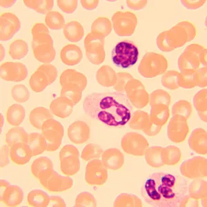 Микроскоп биологический цифровой MAGUS Bio D250T LCD, изображение 30